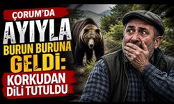 Çorum’da Ayıyla Burun Buruna Geldi: Korkudan Dili Tutuldu