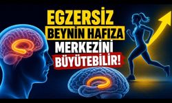 Yürüyüş Beyni de Çalıştırıyor: Hipokampus Araştırması Ne Gösterdi?