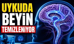Uyku Sırasında Beyin Kendini Temizliyor: Bilim İnsanları Bu Mekanizmayı İnceliyor
