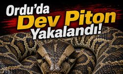 Ordu’da Yasa Dışı Piton Operasyonu: Egzotik Yılan Giresun’a Teslim Edildi