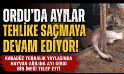 Ordu’da Korkutan Olay: Ayı Ağıla Girdi, Bir İneği Telef Etti