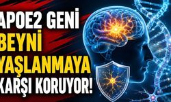 Uzun Ömürle İlişkili APOE2 Geni Beyin Hücrelerini Yaşlanmaya Karşı Koruyabilir