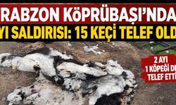 Trabzon Köprübaşı’nda Ayı Dehşeti: 15 Keçi ve Bir Köpek Telef Oldu