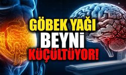 Göbek Yağı Beyni Sessizce Eritiyor Olabilir: 16 Yıllık Araştırmadan Çarpıcı Sonuç