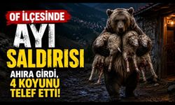Trabzon Of’ta Ayı Dehşeti: Ahıra Girdi, 4 Koyunu Telef Etti