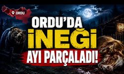 Ordu’da Korku Gecesi: Bahçede Otlayan İneği Ayı Parçaladı