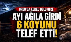 Ordu’da Ayı Ağıla Girdi: 6 Koyun Telef Oldu