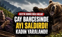 Rize’de Ayı Saldırısı: Çay Bahçesinde Çalışan Kadın Yaralandı