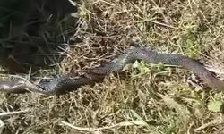 Ordu’da 4 Metre Yılan İddiası: Uzmanlardan “Öldürmeyin” Uyarısı