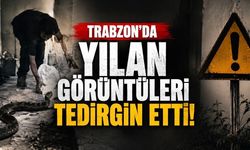 Trabzon’da Artan Yılan Görüntüleri Tedirginlik Yarattı: Uzmanlar Nedeni Açıkladı