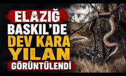 Elazığ Baskil’de Kara Yılan Paniği: O Anlar Kamerada