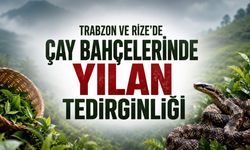 Trabzon ve Rize’de Çay Bahçelerinde Yılan Tedirginliği