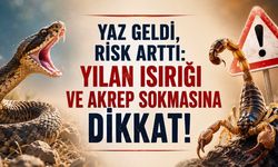 Yaz Geldi, Risk Arttı: Uzmanlardan Yılan Isırıkları ve Akrep Sokmalarına Karşı Hayat Kurtaran Uyarılar