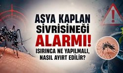 Asya Kaplan Sivrisineği Alarmı: Isırınca Ne Yapılmalı, Nasıl Ayırt Edilir?