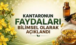 Kantaron Yağı Nedir, Ne İşe Yarar? Faydaları ve Riskleri Bilimsel Verilerle Açıklandı