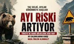 Yaz Geldi, Ayılar Görünmeye Başladı: Hangi Bölgelerde Risk Daha Yüksek?