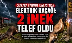 Çaykara’da Elektrik Kaçağı Faciası: İki İnek Telef Oldu