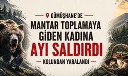 Gümüşhane’de Mantar Toplayan Kadına Ayı Saldırdı