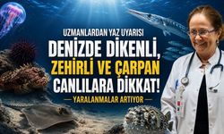 Denizdeki Görünmeyen Risk: Dikenli ve Zehirli Canlılara Dikkat