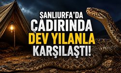 Şanlıurfa’da Çadıra Giren Dev Yılan Paniğe Neden Oldu
