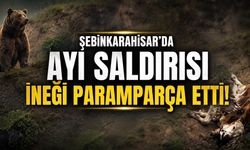 Şebinkarahisar’da Ayı Alarmı: Köyde Telef Olan İnek Tedirginlik Yarattı