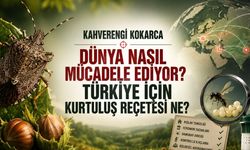 Kahverengi Kokarca ile Dünya Nasıl Mücadele Ediyor? Türkiye İçin Kurtuluş Reçetesi Ne?