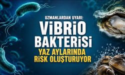 Vibrio Bakterisi Yaz Aylarında Risk Oluşturuyor: Deniz ve Çiğ Deniz Ürünlerine Dikkat