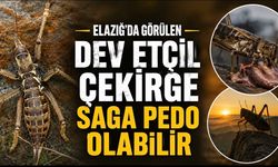 Elazığ’da Görüntülenen Dev Etçil Çekirge Gündem Oldu! ‘Saga pedo’ Cinsine Ait Olduğu Düşünülüyor
