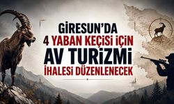 Giresun’da 4 Yaban Keçisi İçin Vicdanları Yaralayan Karar