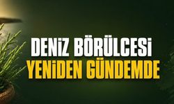 Yabani Ot Deniz Börülcesi Yeniden Gündemde: Değersiz Görülen Bitki Üreticiye Gelir Kapısı Oldu