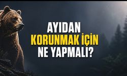 Ayıdan Korunmak İçin Ne Yapılmalı? Uzmanlardan Doğada Güvenlik Uyarısı
