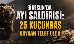 Giresun’da ayı saldırısı: Meradaki 25 küçükbaş hayvan telef oldu