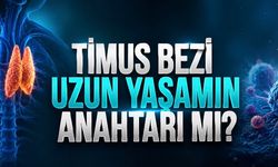Timus bezi uzun yaşamın anahtarı olabilir mi? Nature’dan dikkat çeken analiz