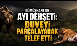 Gümüşhane’de ayı dehşeti: Düveyi parçalayarak telef etti”
