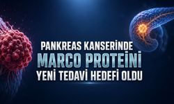 Pankreas kanseri araştırmasında umut veren MARCO bulgusu