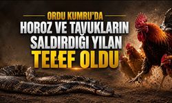 Ordu’da Horoz ve Tavukların Saldırdığı Yılan Telef Oldu