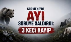 Sürmene’de Ayı Saldırısı: 3 Keçi Kayıp