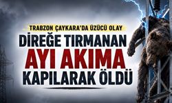 Çaykara’da Elektrik Direğine Tırmanan Ayı Akıma Kapılarak Öldü