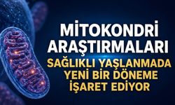 Mitokondri Araştırmaları Sağlıklı Yaşlanmada Yeni Bir Döneme İşaret Ediyor