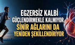 Egzersiz Kalbi Güçlendirmekle Kalmıyor, Sinir Ağlarını da Yeniden Şekillendiriyor
