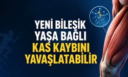 Kas Onarımını Güçlendiren Yeni Molekül Yaşlanmaya Umut Oldu