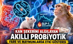 Kan Şekerini Algılayan Akıllı Probiyotik Fare ve Maymunlarda Etki Gösterdi