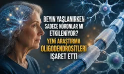 Beyin Yaşlanırken Sadece Nöronlar mı Etkileniyor? Yeni Araştırma Oligodendrositleri İşaret Etti