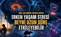 Erken Yaşam Stresinin Beyindeki Uzun Süreli Etkisine Yeni Açıklama