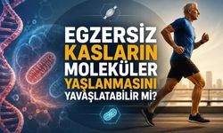 Egzersiz Kasları Moleküler Olarak Genç Tutabilir mi?