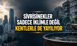 Sivrisinek Kaynaklı Salgınlara Karşı Yeni Ders: Kent Yapısı Önemli