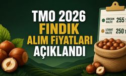 TMO 2026 Fındık Alım Fiyatlarını Açıkladı: Giresun 255, Levant 250 TL
