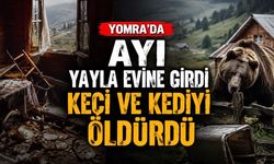 Yomra’da Ayı Yayla Evine Girdi: Keçi ve Kediyi Öldürdü