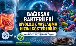 Bağırsak Bakterileri Biyolojik Yaşlanma Hızını Gösterebilir