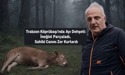 Trabzon Köprübaşı’nda Ayı Dehşeti: İneğini Parçaladı, Sahibi Canını Zor Kurtardı